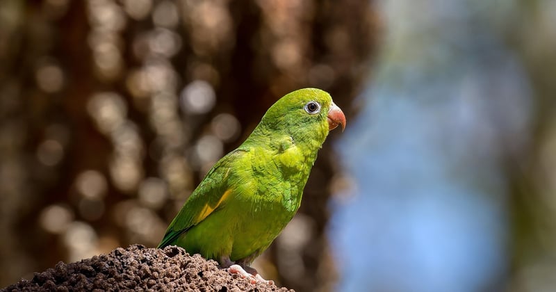 Secrets bien gardés : découverte des trésors cachés de l'Amérique du Sud