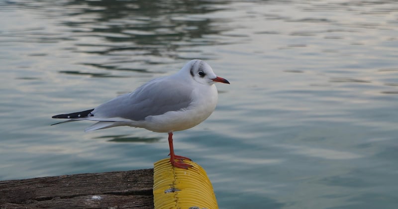 Que faire à Annecy en hiver avec enfants : 15 idées magiques